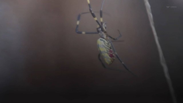 Giant Venomous Spiders Land in the Southeastern United States, Expected To Spread Rapidly