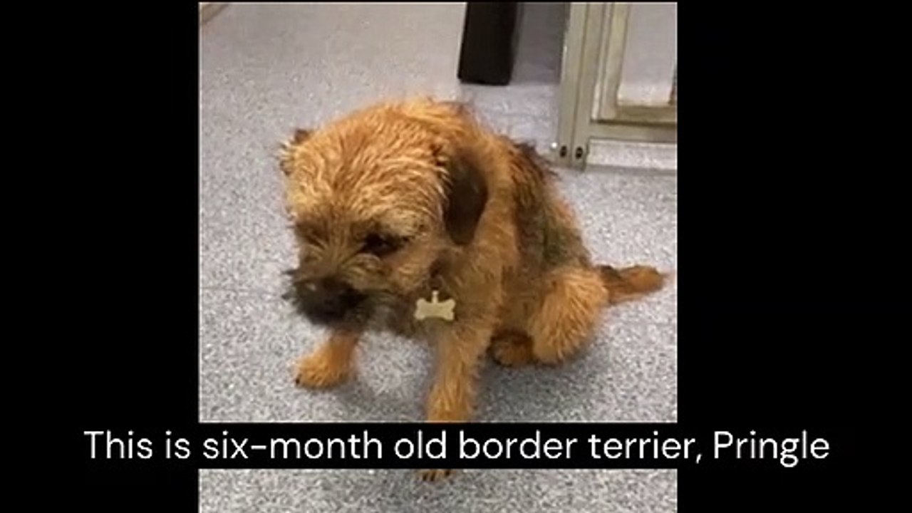 Dog suffers marijuana toxicity
