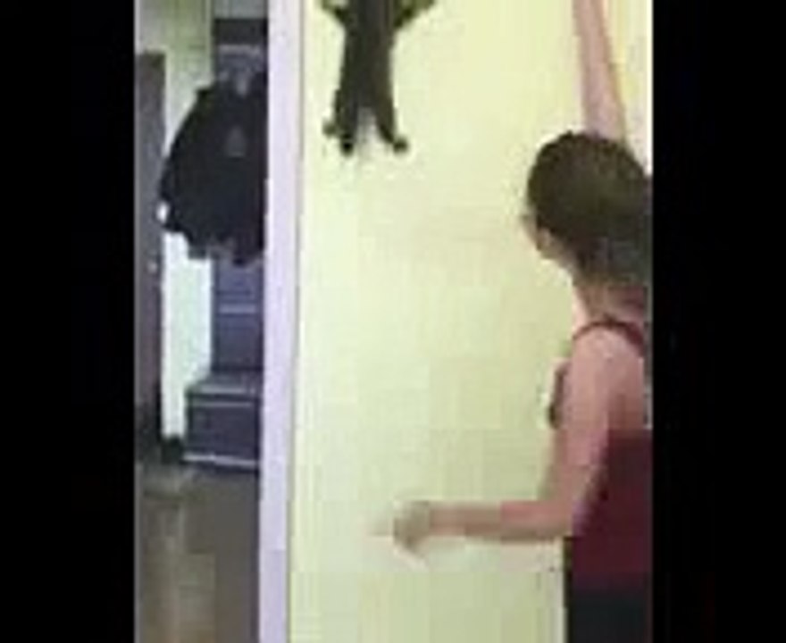 Spider cat