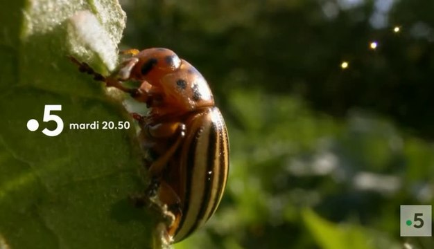 Le Monde en Face - Un jardin entre deux mondes - france 5 - 30 10 18