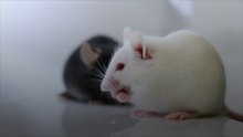 Des scientifiques inversent le vieillissement chez la souris