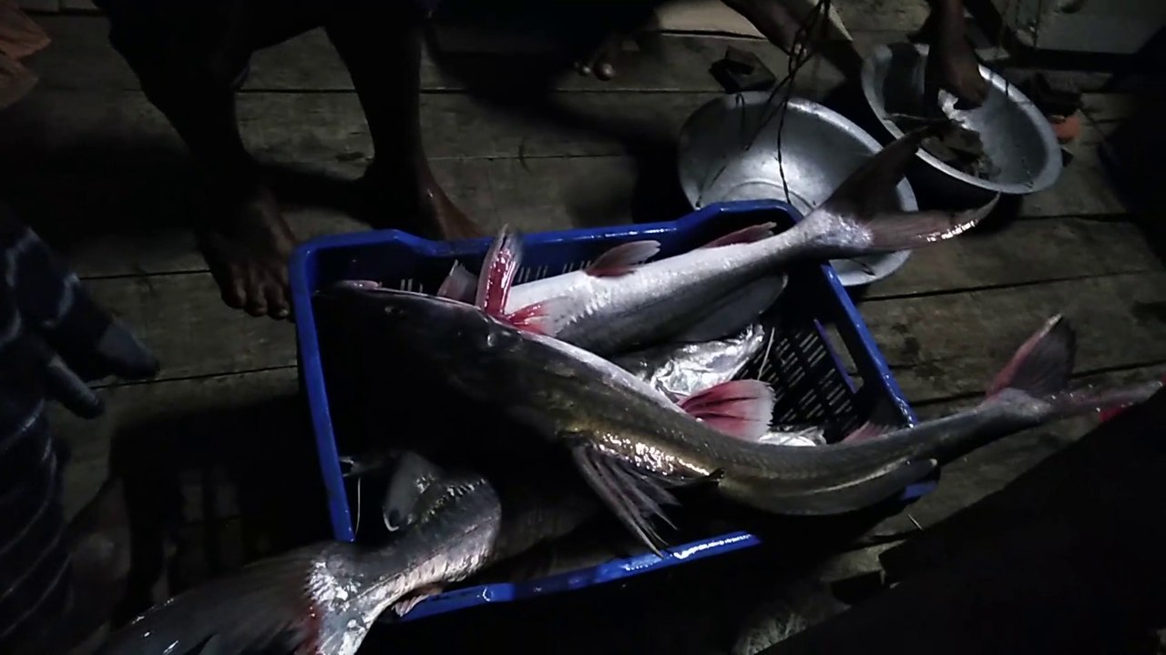 Giant size River fish