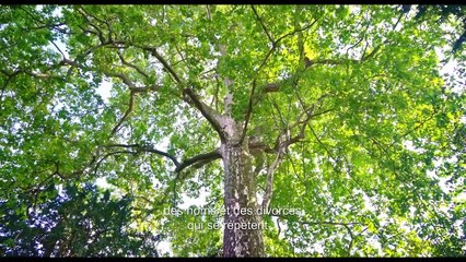 Psychomagic, An Art That Heals Trailer (2) OV