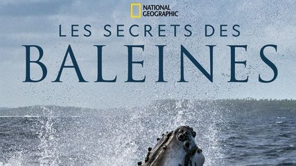 Les secrets des baleines : Le coup de coeur de Télé7