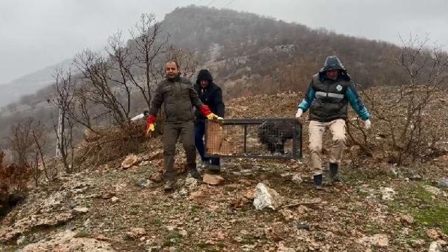 TEDAVİLERİ TAMAMLANAN YABAN HAYVANLARI HAKKARİ'DE DOĞAYA SALINDI