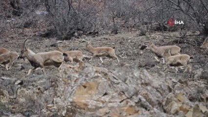 Uykudan uyanan bozayı ailesi, yaban keçilerinin peşine düştü