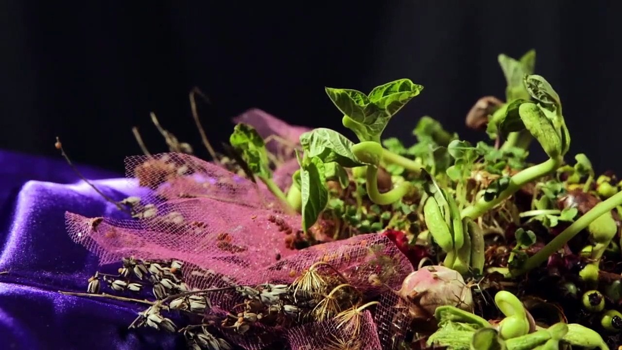 Unser Saatgut - Wir ernten, was wir säen Trailer DF