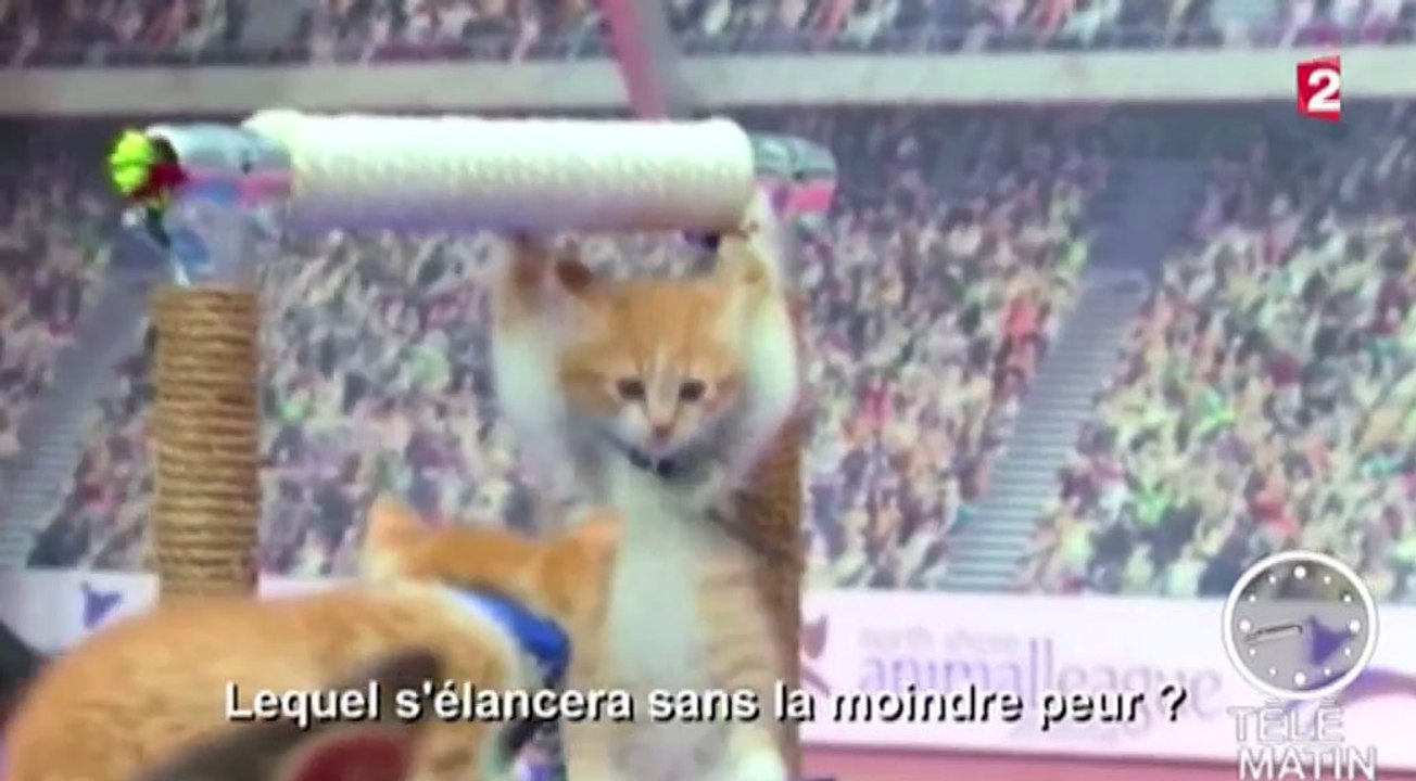 Le zapping du 28/10 : Les Jeux Olympiques des chats