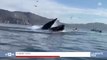 Zapping du 06/11 : Deux femmes se font gober par une baleine !
