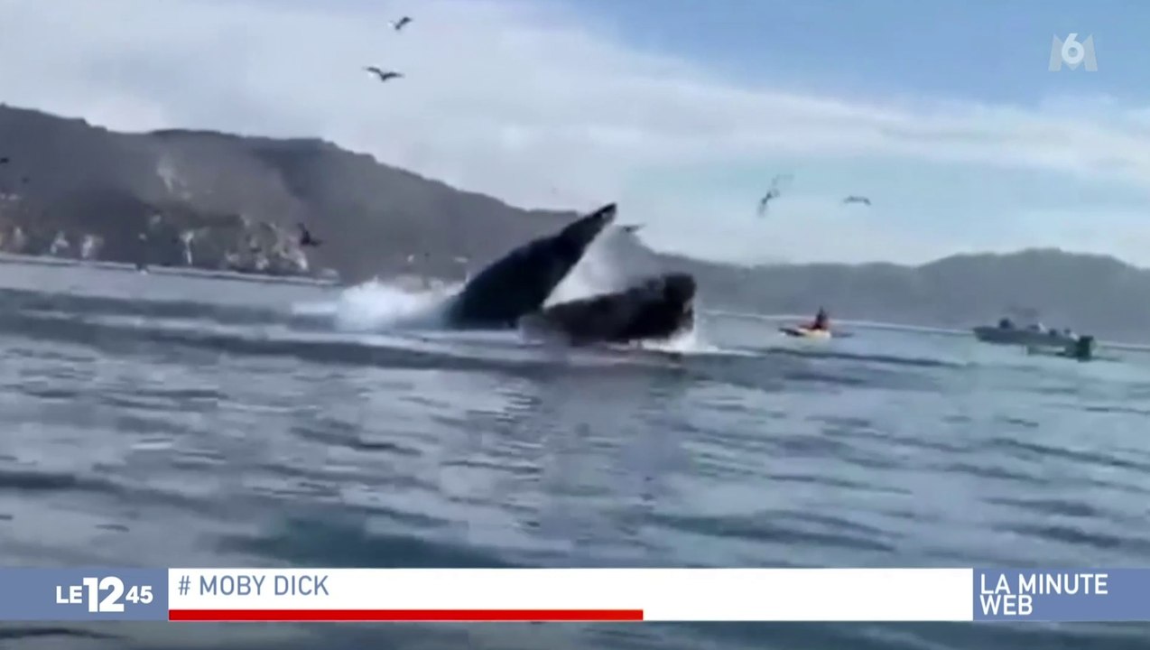 Zapping du 06/11 : Deux femmes se font gober par une baleine !