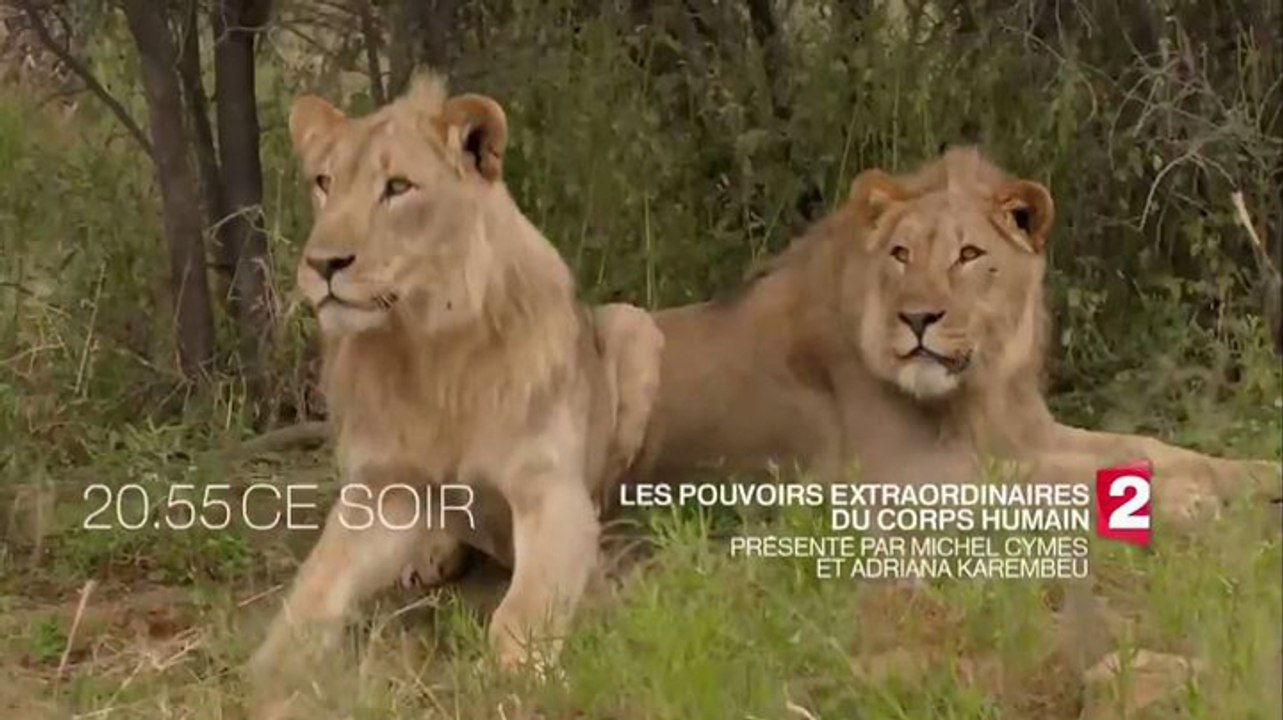 Les pouvoirs extraordinaires du corps humain (France 2) Hommes, animaux, nos relations, nos points communs, nos différences