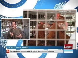 Bisnes Alternatif: Inovasi ayam hibrid
