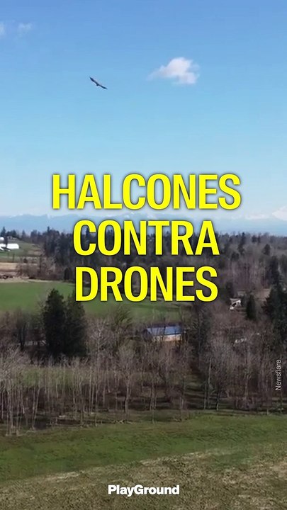 Halcones contra drones