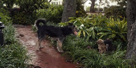 Susi und Strolch Trailer (3) OV