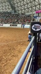 Em rodeio, pai se joga sobre o filho desmaiado para protegê-lo de touro