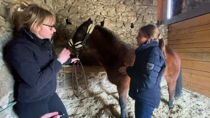 Le bien-être animal pour des compagnons "zen"