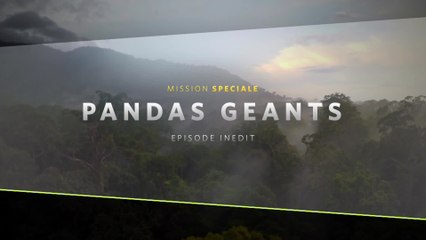 Mission Spéciale - Pandas géants