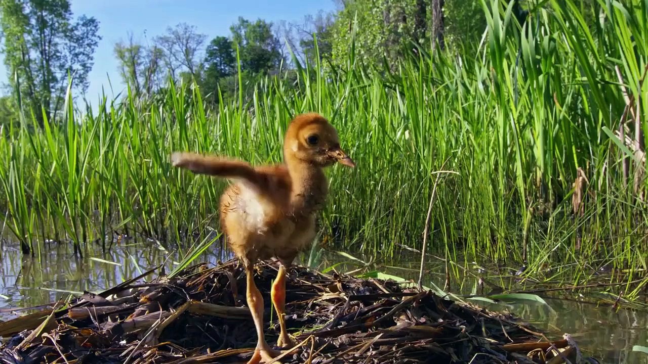 Wings Over Water Trailer OV video Dailymotion