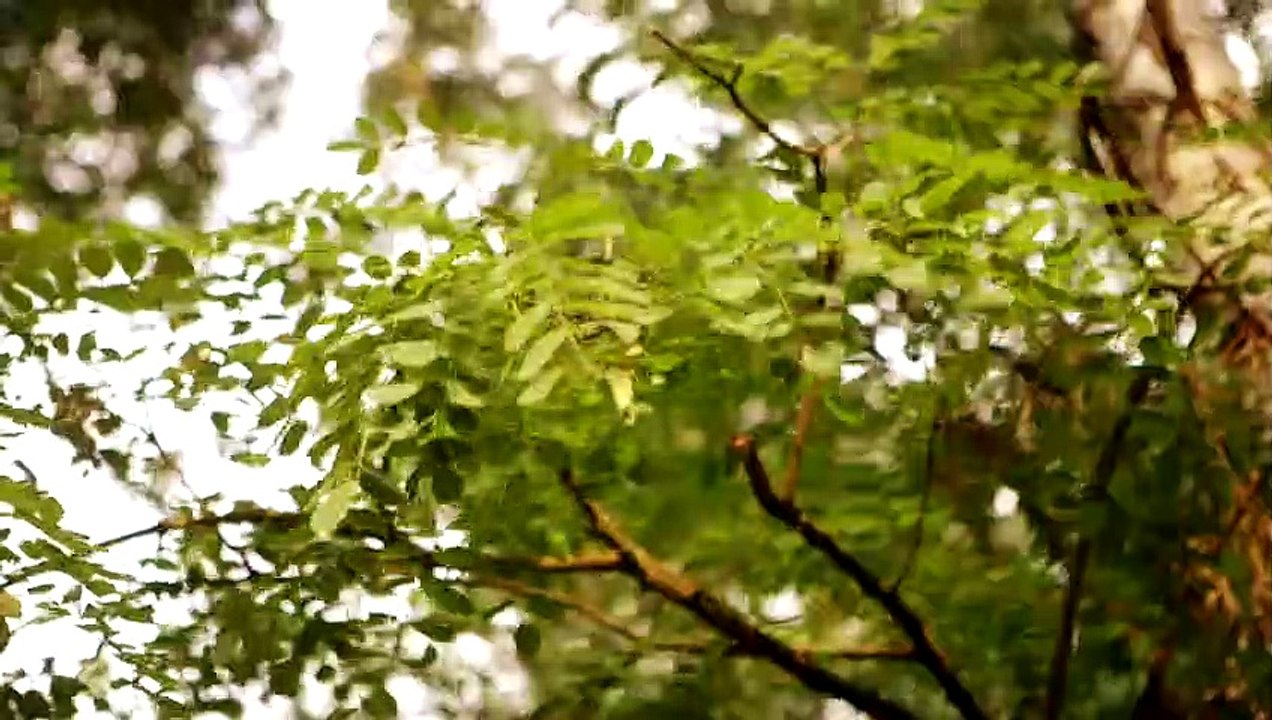 Sommer-Rebellen Teaser (2) DF