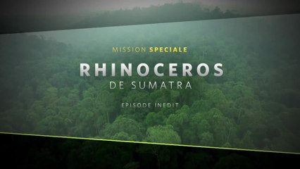 Mission Spéciale : Rhinocéros de Sumatra