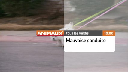 Mauvaise conduite - chaque lundi