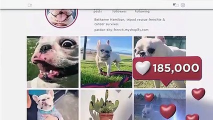 Mein Haustier ist ein Star Trailer OV