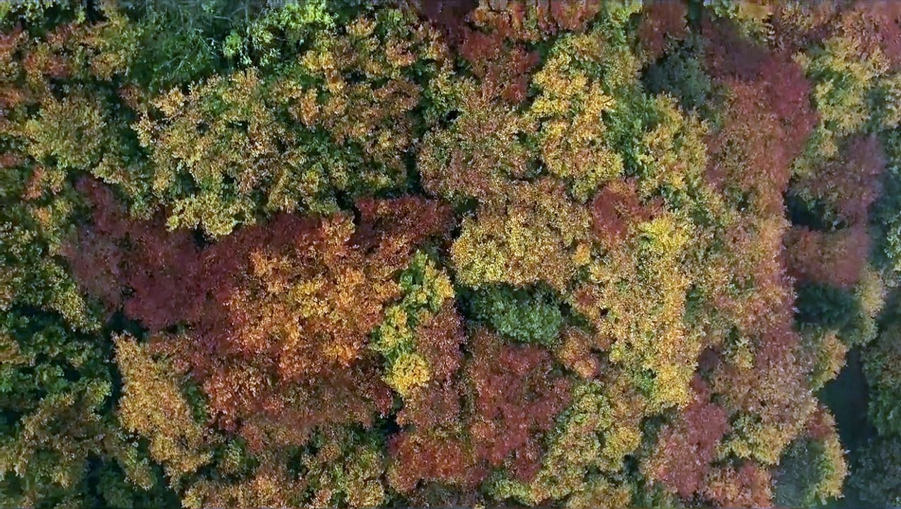 Das geheime Leben der Bäume Trailer DF