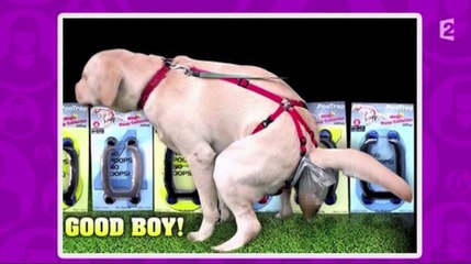 Le zapping du 19/10 : Pauvres chiens !