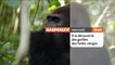 A la découverte des Gorilles de la forêt vierge - Animaux TV