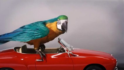 Die fantastische Reise des Dr. Dolittle Trailer (2) OV