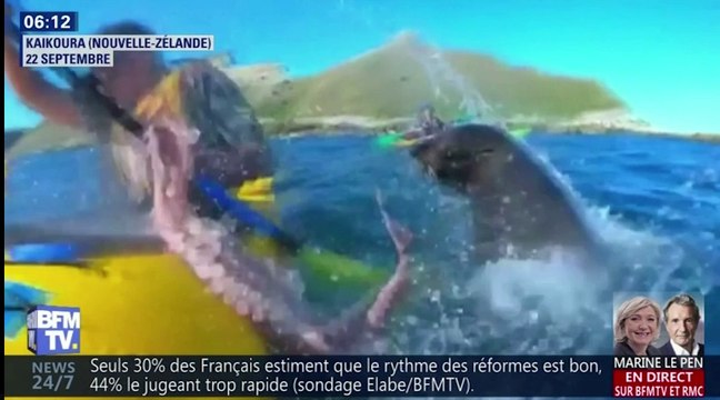 Zapping du 28/09 : Une otarie gifle un kayakiste… avec un poulpe !