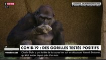 Zapping du 13/01 : Covid-19 : des gorilles testés positifs aux États-Unis