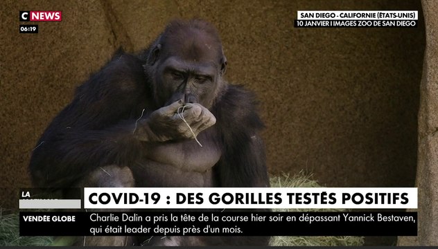 Zapping du 13/01 : Covid-19 : des gorilles testés positifs aux États-Unis