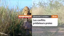 Les Conflits prédateurs / Proies - 12/10/16