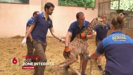 Zone interdite (M6) Le super dôme : le nouveau défi du zoo de Beauval