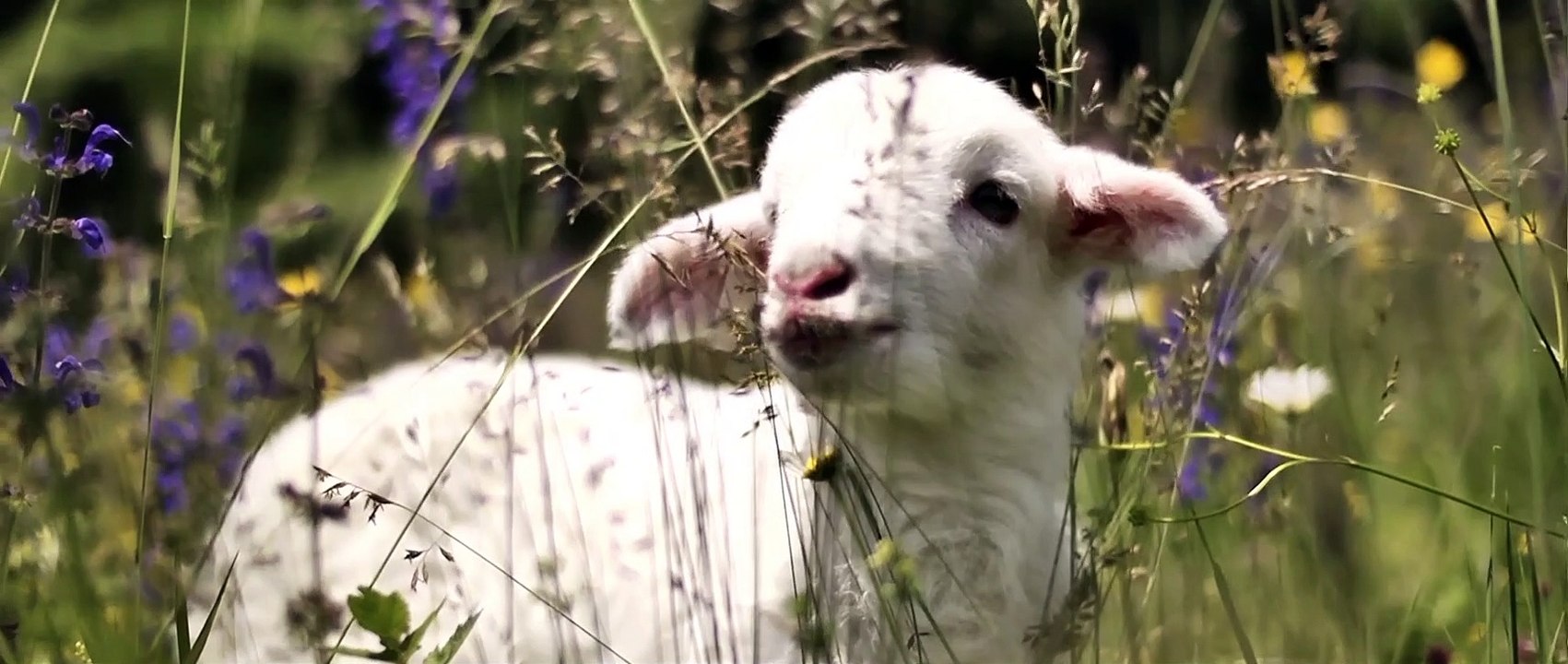 The House That Jack Built Trailer DF