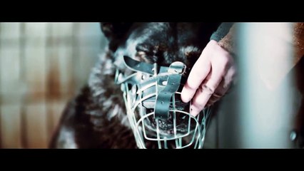 Die Rüden Trailer DF