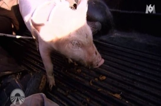 Zapping Hebdo du 19/05 : Voilà un cochon qui n'aime pas Pékin Express!