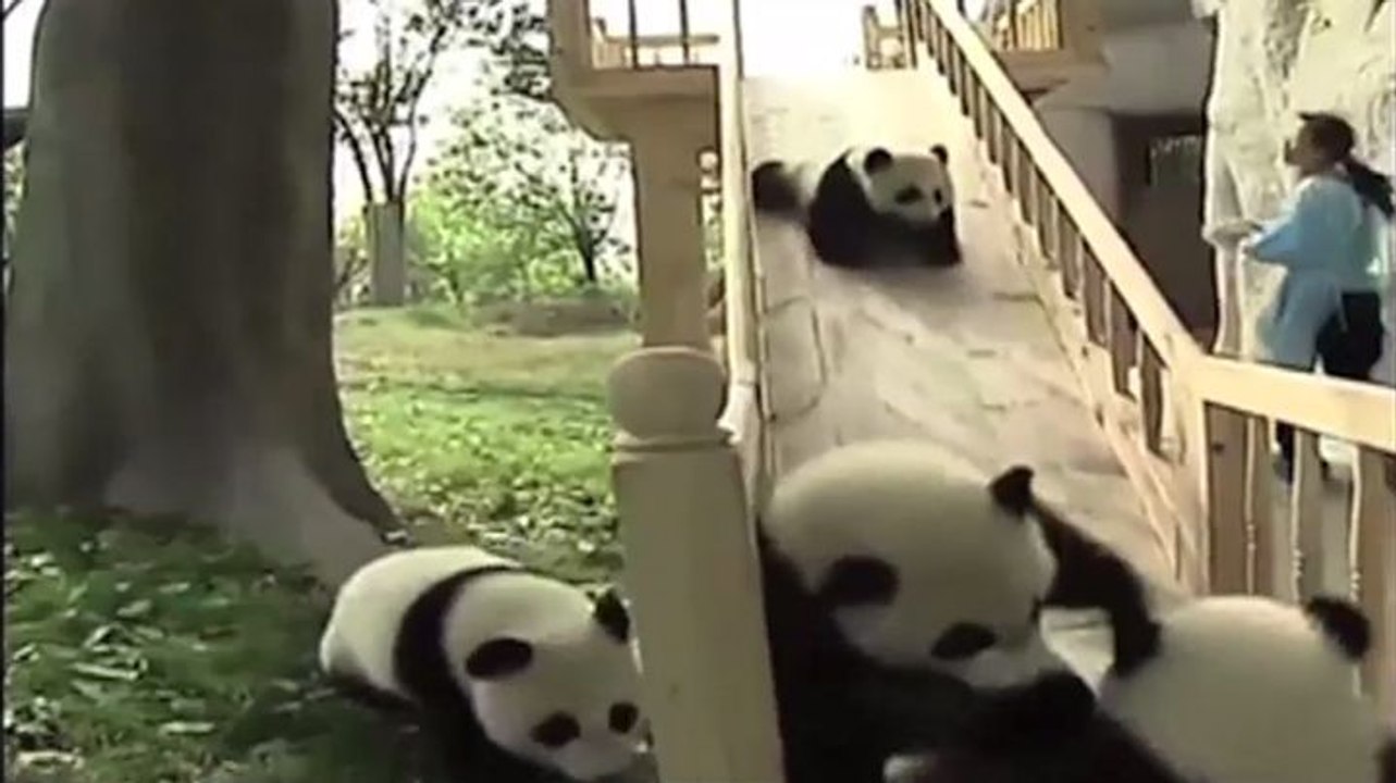 Zapping : trop mignons ces pandas fans de tobbogan!
