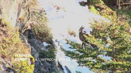 A L'Approche des grands isards - 07/10/16