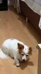 Umuarama: Cachorrinha morre após ficar 1h30 em veículo de petshop e tutora denuncia negligência