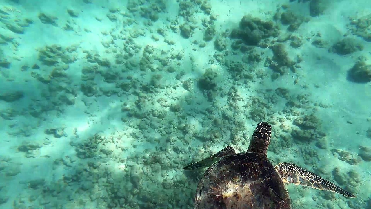 Serene Sea Turtle in Hawaii