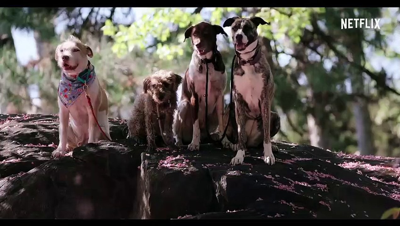 Hunde Trailer OV