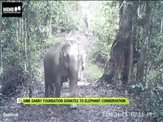 Sime Darby foundation donates to elephant conservation
