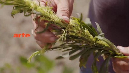THEMA OGM  mensonges et vérités_VF arte