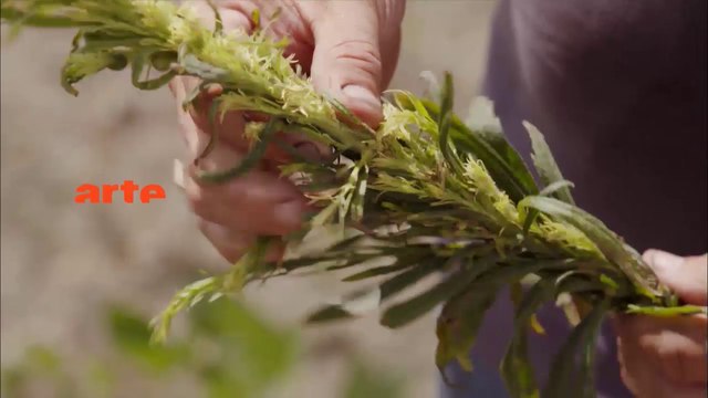 THEMA OGM mensonges et vérités_VF arte