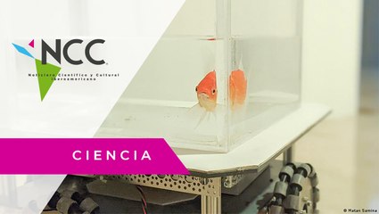 Un estudio demuestra que los peces rojos pueden “conducir” en tierra firme