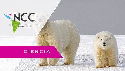 ¿Cómo afecta el cambio climático a los animales salvajes?