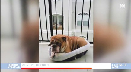 Zapping du 24/04 : Big Poppa, le bouledogue confiné qui fait le buzz