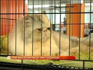 Hobi bela kucing boleh jana pendapatan